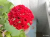 Герань розебудная RED RAMBLER - Вся Беларусь - 247873 - Доска объявлений Kupika.by - Фото 6