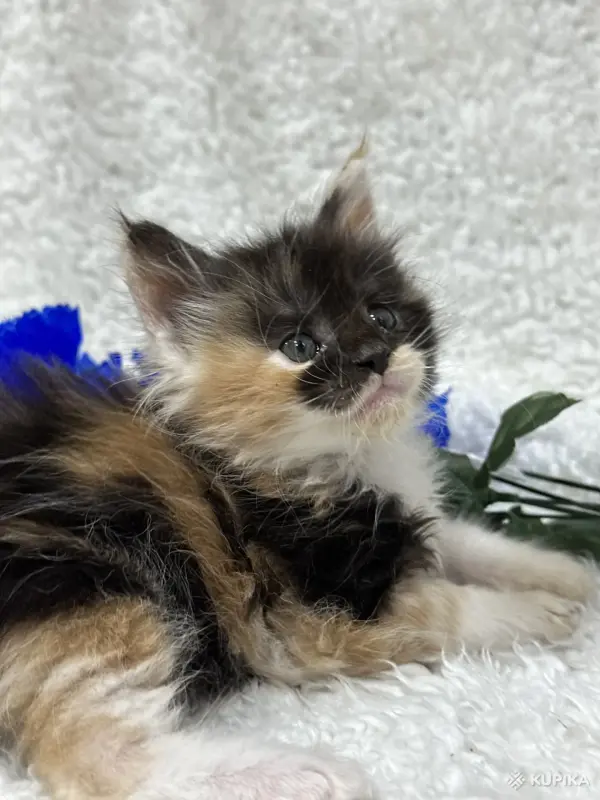 Кошки - Мейн-Кун котята - Вся Беларусь - Фото 3 Мейн-Кун котята - Вся Беларусь - 248534 - Доска объявлений Kupika.by - Фото 3