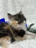 Кошки - Мейн-Кун котята - Вся Беларусь - Фото 3 Мейн-Кун котята - Вся Беларусь - 248534 - Доска объявлений Kupika.by - Фото 3