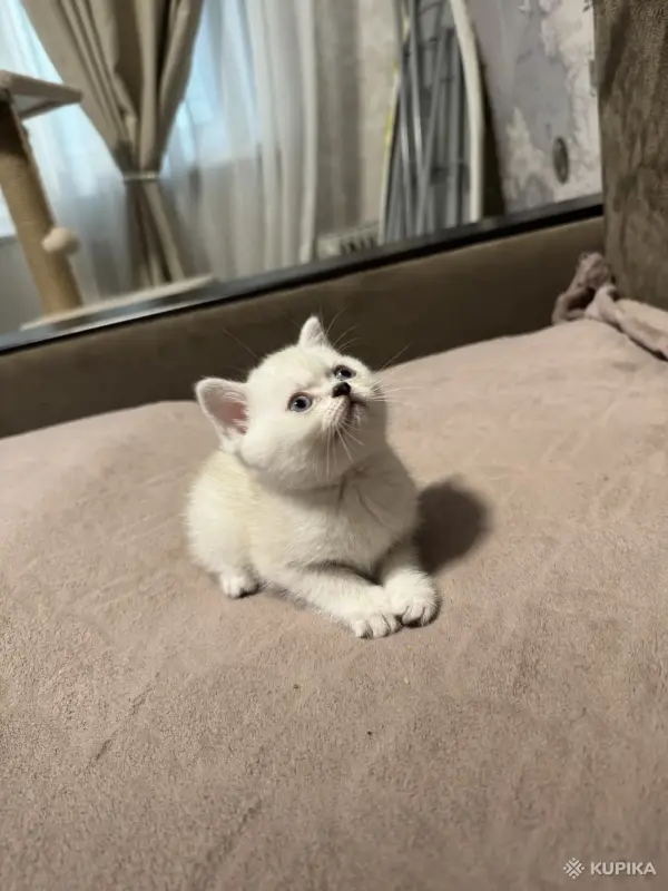 Котята шатландские - Вся Беларусь - 249233 - Доска объявлений Kupika.by - Фото 4