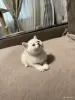Котята шатландские - Вся Беларусь - 249233 - Доска объявлений Kupika.by - Фото 4