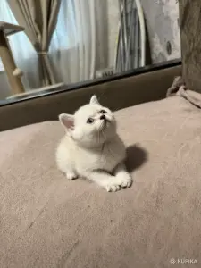 Котята шатландские