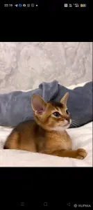 Абессинский котенок