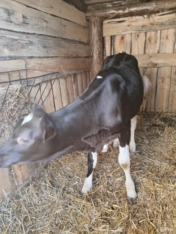 Продам тёлочку