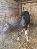 Продам тёлочку - Вся Беларусь - 249849 - Доска объявлений Kupika.by