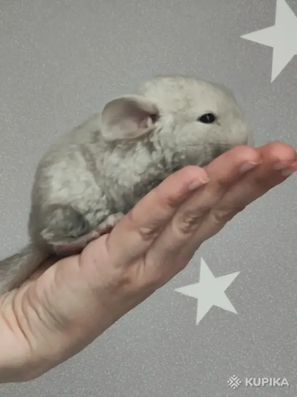 Шиншилла, шиншилленок - Вся Беларусь - 247645 - Доска объявлений Kupika.by - Фото 3