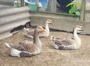 Гуси семья гусей