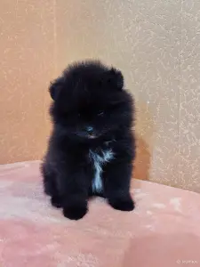 Померанский шпиц.