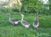 Гуси семья гусей - Вся Беларусь - 249252 - Доска объявлений Kupika.by - Фото 4