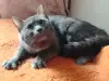Кошки - Очаровательная юная кошечка Дымка в дар - Вся Беларусь - Фото 3 Очаровательная юная кошечка Дымка в дар - Вся Беларусь - 250263 - Доска объявлений Kupika.by - Фото 3