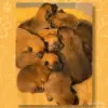 Щенки Бельгийской овчарки (Малинуа) - Вся Беларусь - 248566 - Доска объявлений Kupika.by