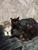 Кошки - Замечательные котята в добрые руки - Вся Беларусь - Фото 2 Замечательные котята в добрые руки - Вся Беларусь - 250313 - Доска объявлений Kupika.by - Фото 2