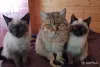 Котики очень срочно ищут дом - Вся Беларусь - 250486 - Доска объявлений Kupika.by - Фото 2
