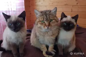 Котики очень срочно ищут дом