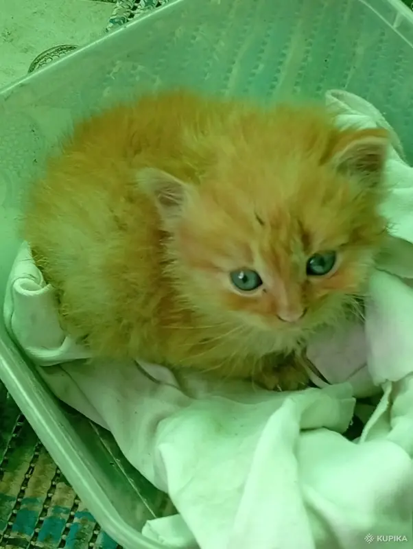 кошка