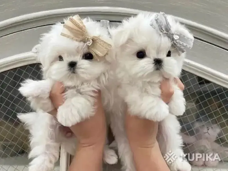 Белоснежные щенки мальтийской болонки