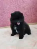 Собаки - Мальчик померанский шпиц - Вся Беларусь - Фото 4 Мальчик померанский шпиц - Вся Беларусь - 249821 - Доска объявлений Kupika.by - Фото 4