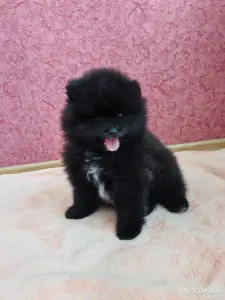 Мальчик померанский шпиц