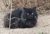 Котики очень срочно ищут дом - Вся Беларусь - 250486 - Доска объявлений Kupika.by - Фото 5