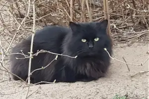 Котики очень срочно ищут дом