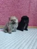 Щенки померанского шпица - Вся Беларусь - 249104 - Доска объявлений Kupika.by - Фото 2