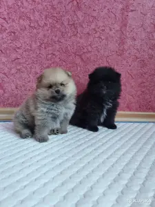 Щенки померанского шпица