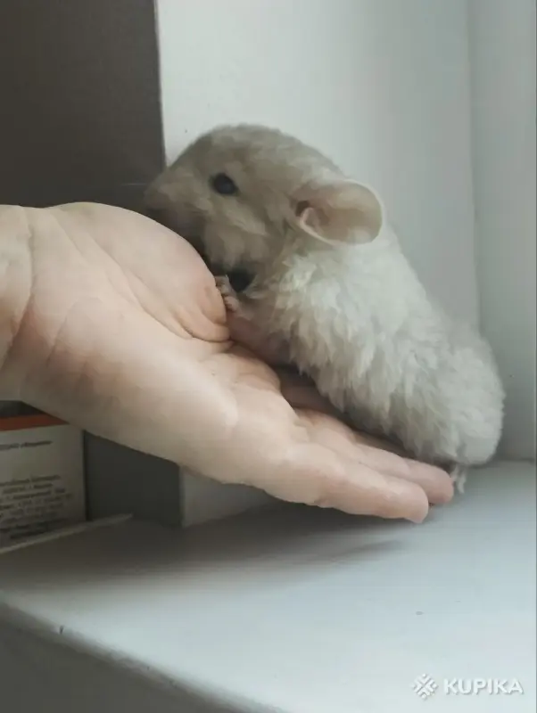 Шиншилла, шиншилленок - Вся Беларусь - 247645 - Доска объявлений Kupika.by - Фото 2