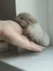 Шиншилла, шиншилленок - Вся Беларусь - 247645 - Доска объявлений Kupika.by - Фото 2