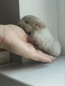 Шиншилла, шиншилленок