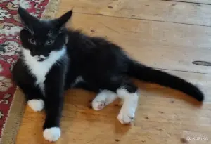Котёнок