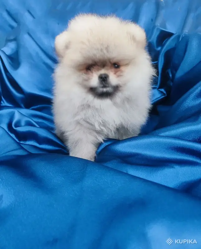 Щенки померанский шпиц - Вся Беларусь - 247644 - Доска объявлений Kupika.by - Фото 3
