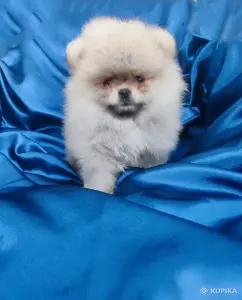 Щенки померанский шпиц