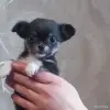Чихуахуа - Вся Беларусь - 247324 - Доска объявлений Kupika.by