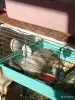 Декоративные кролики - Вся Беларусь - 250462 - Доска объявлений Kupika.by - Фото 6