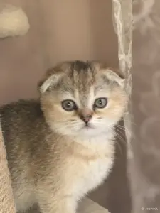 Золотые шиншиллы