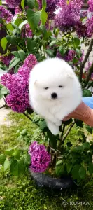 Шпиц