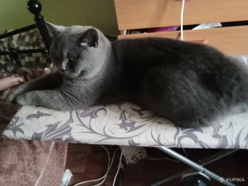 Шотландский кот