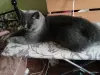 Шотландский кот - Кличев - 248913 - Доска объявлений Kupika.by