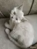Кошки - Девочка британка - Вся Беларусь - Фото 6 Девочка британка - Вся Беларусь - 250211 - Доска объявлений Kupika.by - Фото 6