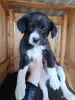 Щеночки в добрые руки - Вся Беларусь - 248395 - Доска объявлений Kupika.by - Фото 4