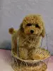 Той-пудель - Вся Беларусь - 247974 - Доска объявлений Kupika.by