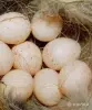 Продукты питания - Яйцо цесарки - Вся Беларусь - Фото 2 Яйцо цесарки - Вся Беларусь - 248324 - Доска объявлений Kupika.by - Фото 2