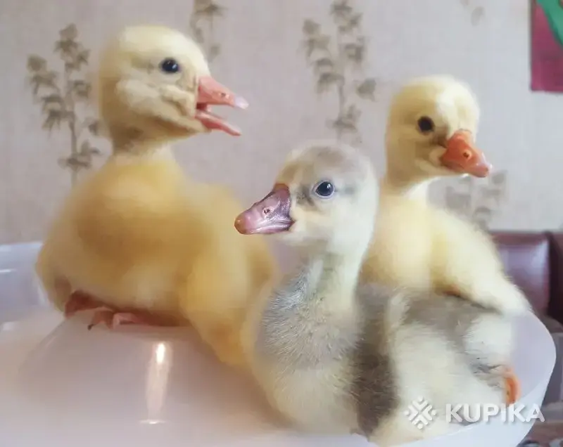гусята - Вся Беларусь - 248784 - Доска объявлений Kupika.by - Фото 3