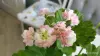 Герань 'April Snow',-молодые кустики - Вся Беларусь - 247871 - Доска объявлений Kupika.by - Фото 7