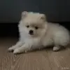 Шпиц - Вся Беларусь - 250478 - Доска объявлений Kupika.by - Фото 4