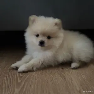 Шпиц