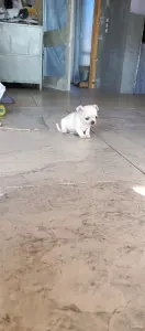 Чихуахуа