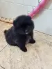 Померанский шпиц мальчик. - Вся Беларусь - 249545 - Доска объявлений Kupika.by - Фото 3
