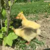 гусята - Вся Беларусь - 248784 - Доска объявлений Kupika.by - Фото 4