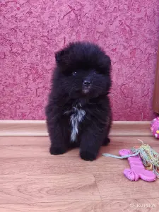 Мальчик померанского шпица